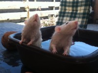 /album/rizzel-rats/foto-2-22-jpg/